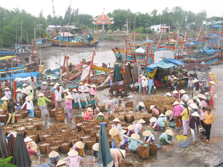 Một góc Cảng cá Vàm Láng.