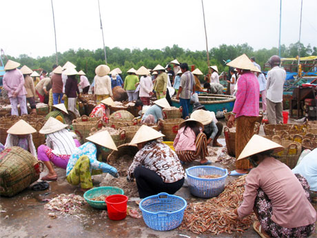Lựa ruốc ở Cảng cá Vàm Láng.