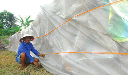 Đợi thương lái mỏi mòn, ông Huỳnh Văn Thuận phải đậy kín lúa lại để chờ thương lái đến cân.