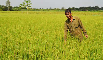 Cánh đồng lúa trĩu hạt ở xã Bình Nhì, huyện Gò Công Tây ngày nay.