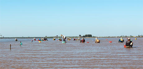 Một nhóm người cào nghêu đang tất bật với công việc.