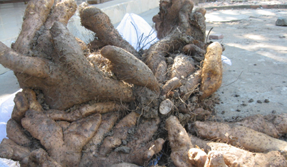 Củ khoai từ và khoai mì “khủng”.