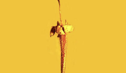 Mẫu hoa hóa thạch thuộc nhánh hoa Cúc. (Nguồn: Đại học bang Oregon)