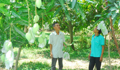 Kiểm tra vườn xoài cát Hòa Lộc sắp cho thu hoạch.