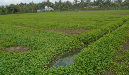 Ruộng rau má đang chuẩn bị thu hoạch.