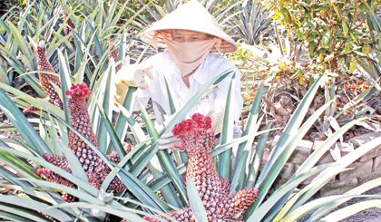 Để có trái khóm phụng đẹp bán Tết được giá cao, ngay từ đầu tuần tháng 8 (âm lịch), người trồng  bắt đầu xử lý cho khóm ra trái.