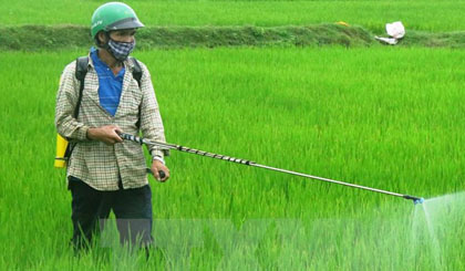 Nông dân phun thuốc trừ cỏ và sâu bệnh cho lúa. (Ảnh: Đoàn Hữu Trung/TTXVN)