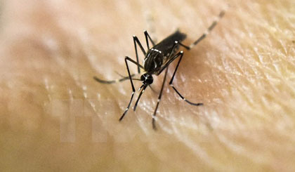 Muỗi Aedes Aegypti là vật trung gian truyền virus Zika. (Nguồn: AFP/TTXVN)