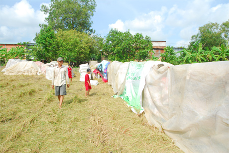 Đến vụ lúa đông xuân, nông dân lại chất đầy lúa ngoài đồng để chờ thương lái đến mua.