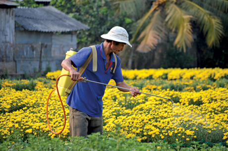 Những loài hoa đua nhau khoe sắc bên nụ cười của những nghệ nhân trồng hoa…, tạo nên bức tranh đầy màu sắc đặc biệt ở Làng hoa Mỹ Phong, TP. Mỹ Tho.