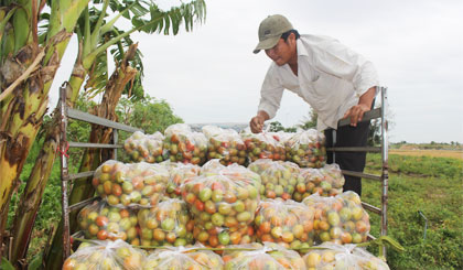 Thương lái thu mua rau màu của nông dân.