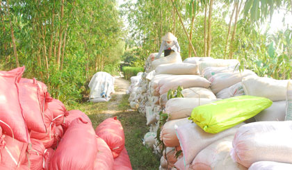 Bà Nguyễn Thị Huệ, ấp Hậu Phú 2, xã Hậu Mỹ Bắc A, huyện Cái Bè tập kết lúa chờ thương lái đến cân.