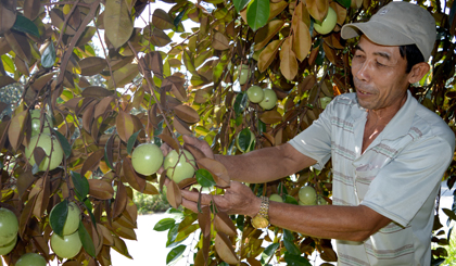 Thời gian qua, diện tích VSLR giảm mạnh do cây suy kiệt nhanh, bệnh khô cành, thối rễ gây hại mạnh.