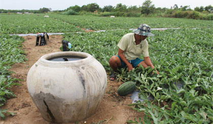 Dưa hấu Tân Thành được tưới bằng nguồn nước phông-tên.