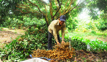 Thương lái thu mua nhãn của nông dân tại xã Tân Phong, huyện Cai Lậy.