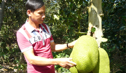 Nông dân trồng mít phấn khởi, vì mít bán được giá.