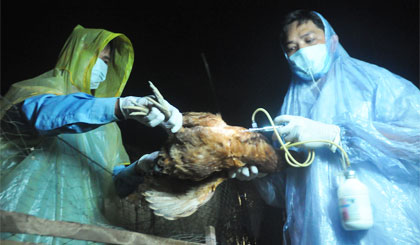 Tiêm phòng cho gia cầm là biện pháp tốt nhất để hạn chế các loại dịch cúm.