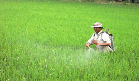 Diện tích lúa nhiễm rầy nâu đang tăng nhanh trong tuần qua.