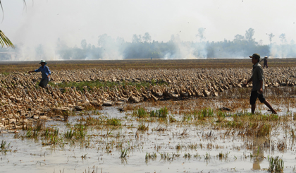 Lùa đàn vịt từ đồng này  sang đồng khác.