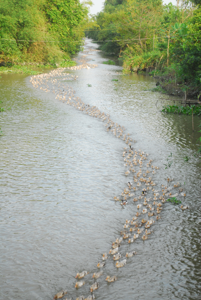 Đàn vịt đẻ hơn 8.000 con của anh Lê Văn Trường và chị Nguyễn Thị Thu (huyện Tam Nông, tỉnh Đồng Tháp) đang thả tại cánh đồng huyện Cai Lậy nối đuôi nhau về chuồng.