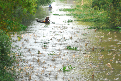 Chiều xuống, chị Nguyễn Thị Thu lùa đàn vịt hơn 8.000 con về chuồng.
