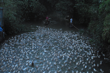 Vợ chồng anh Nguyễn Văn Thuận lùa đàn vịt ra đồng.