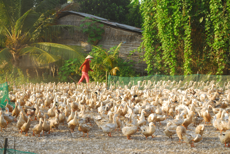 17 giờ chiều, đàn vịt lũ lượt kéo nhau về chuồng.