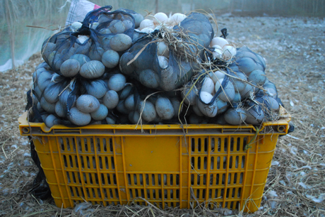 Thành quả của người nuôi vịt chạy đồng là đây.