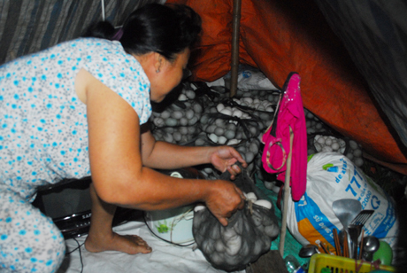 Trứng vịt được sắp xếp trong trại để chờ thương lái đến bán.