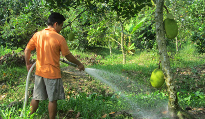 Nông dân đang chăm sóc mít Thái siêu sớm.