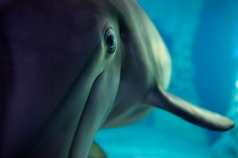 Cận cảnh một con cá heo tại hồ cá Georgia. (Nguồn: NatGeo)