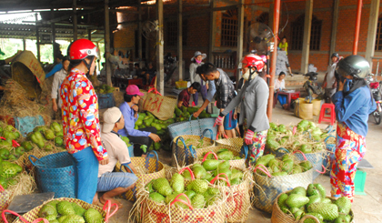 Vựa thu mua mãng cầu Xiêm của ông Huỳnh Ngọc Thạch đang ùn ứ hàng rất nhiều gây khó khăn cho vựa và nhà vườn vì xe tải không qua được phà Bến Lở.