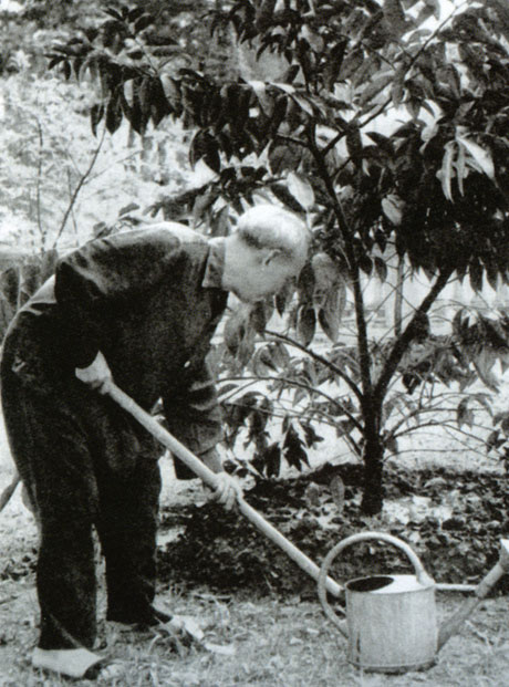 Người chăm sóc cây vú sữa của đồng bào miền Nam gửi tặng năm 1957.