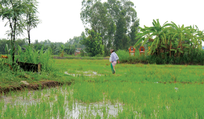 Đi bắt cá lên đồng trong những cơn mưa đầu mùa.