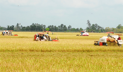 Vùng lúa xã Hậu Mỹ Trinh (huyện Cái Bè) sẽ được xây dựng CĐL kiểu mẫu.