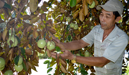Tiền Giang đang nỗ lực “cứu” cây ăn trái đặc sản vú sữa Lò Rèn. Ảnh: Ngô Tông