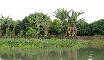 Tốc độ sạt lở ở xã Tân Phong đang diễn ra nhanh