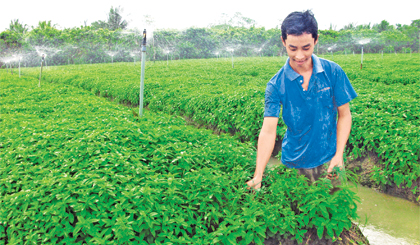 Nông dân mạnh dạn áp dụng khoa học - kỹ thuật vào sản xuất để đạt năng suất, chất lượng cao. Ảnh: Ngô Tông