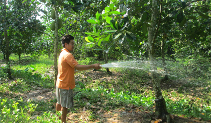 Giá mít Thái siêu sớm giảm mạnh khiến nhiều nông dân thấp thỏm.