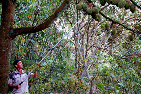 Ông Sáu Nở - ấp Hiệp Ngãi đang chăm sóc vườn sầu riêng sau nhà