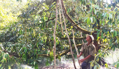 Ông Ké chống đỡ sầu riêng