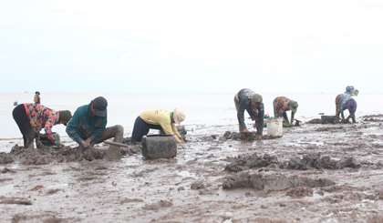 Hì hục đào chem chép biển trên bãi bùn.