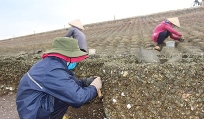 Nghề đục hàu lấy ruột gắn liền với không ít phụ nữ xứ biển Gò Công.