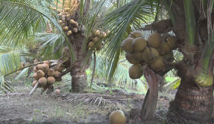 Vườn dừa Mã Lai của ông Thái Văn Hiếu.