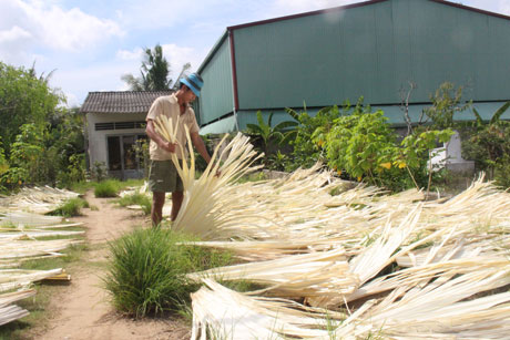 Sau khi đem từ rừng về, lá buông được phơi khô. 