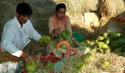 Cây mãng cầu Xiêm đã giúp cho nhiều hộ dân huyện Tân Phú Đông thoát nghèo, vươn lên làm giàu.