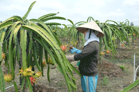 Nhà vườn chăm sóc thanh long cho đợt trái kế tiếp.