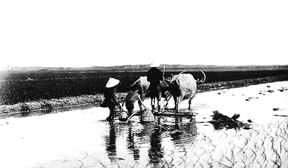  Bừa trục dọn đất trước khi cấy lúa.