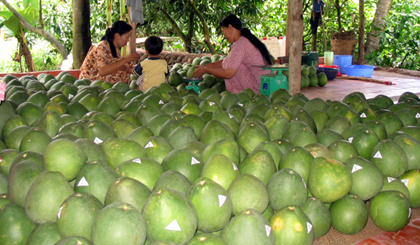 Dự án Công viên trái cây huyện Cái Bè sẽ góp phần phát huy được thế mạnh của kinh tế vườn cho địa phương và các tỉnh lân cận. Ảnh: Phùng Long