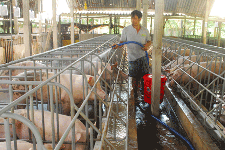 Người chăn nuôi tiếp tục gặp khó khăn vì giá heo ở mức thấp.